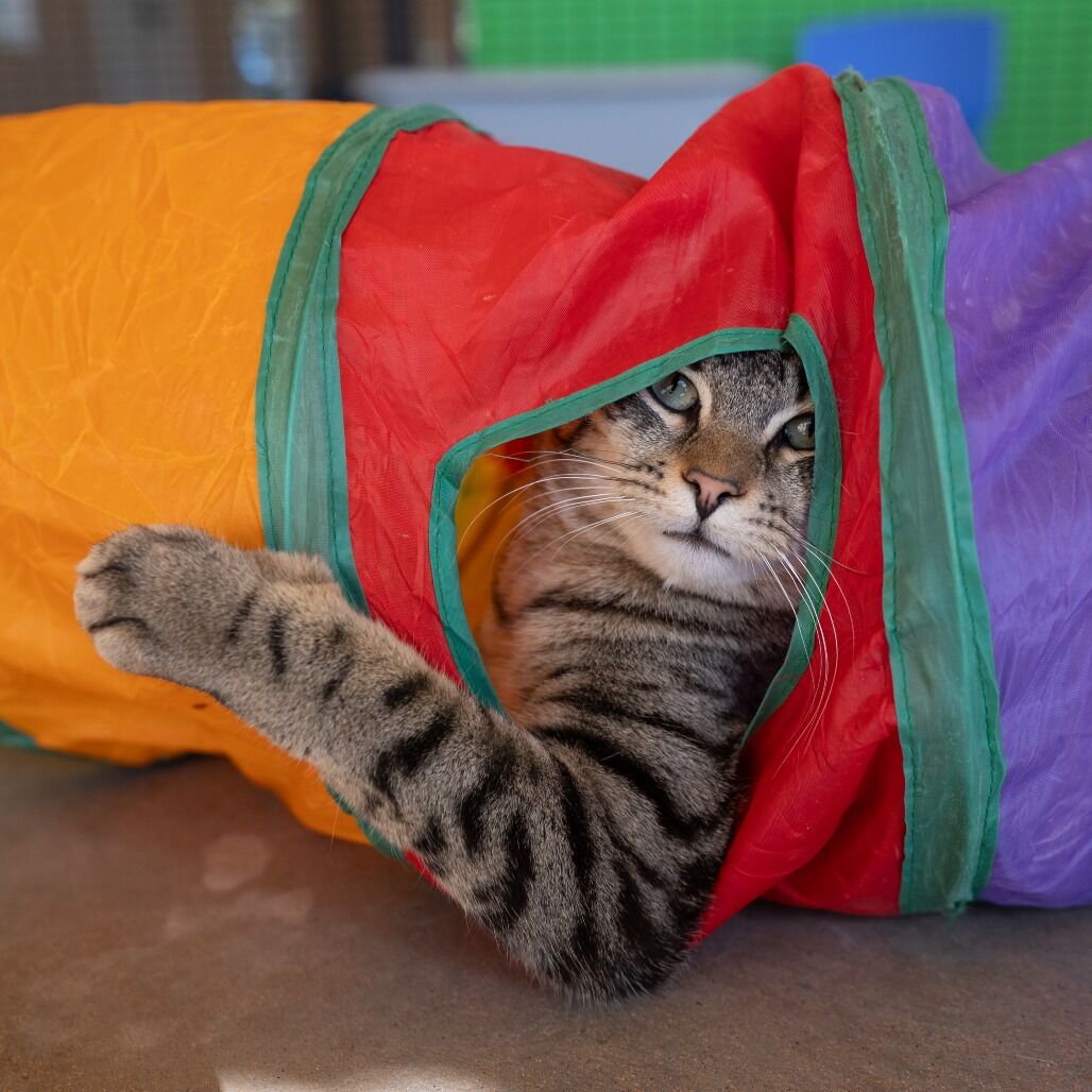 Hello my name is Pewter