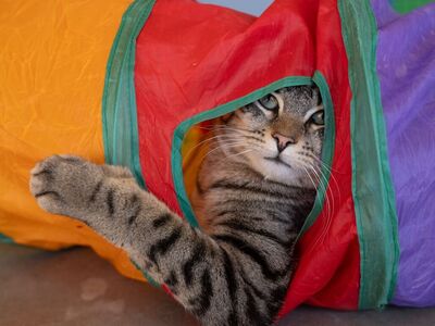 Hello my name is Pewter