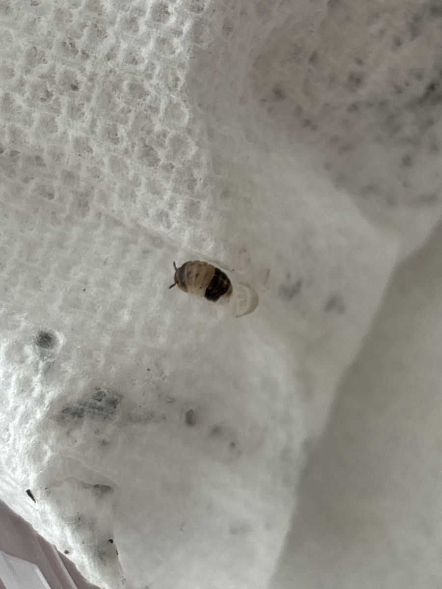 ISOPODS IN SANPETE COUNTY