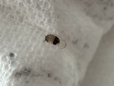 ISOPODS IN SANPETE COUNTY