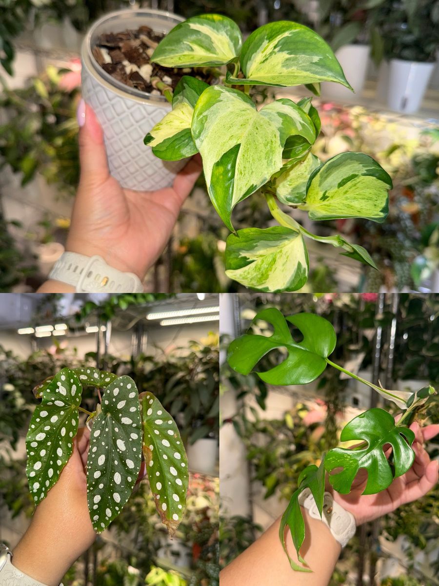 Plant Bundle