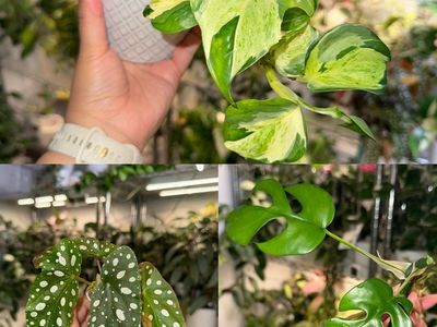 Plant Bundle