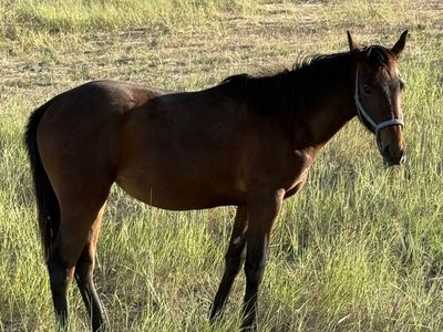 2 year old Filly
