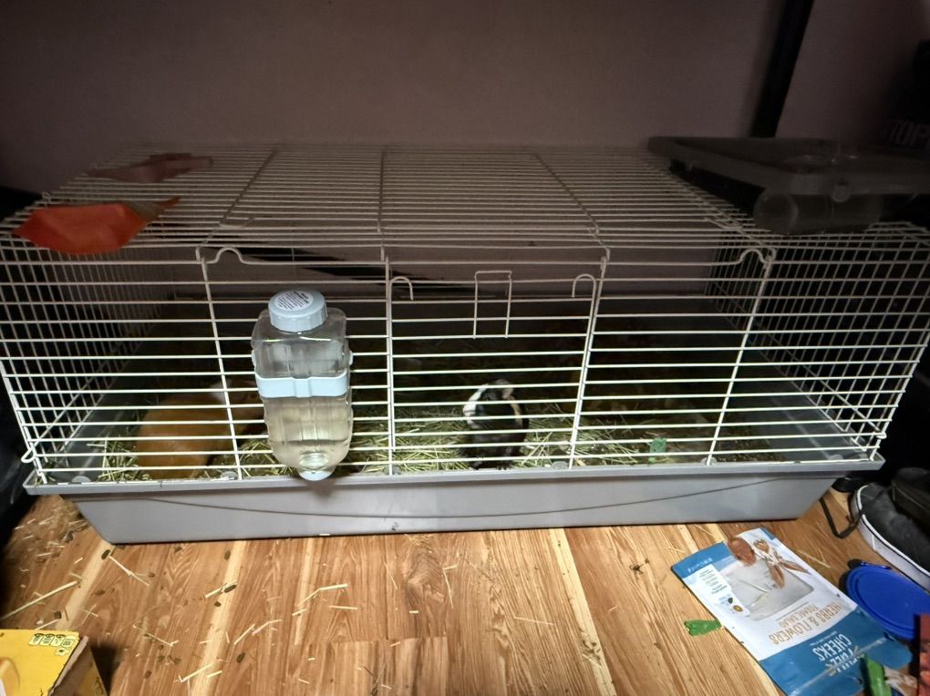 Guinea Pig Habitat Plus Tenants