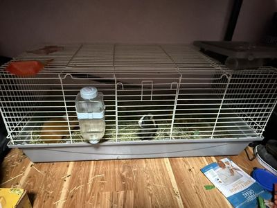 Guinea Pig Habitat Plus Tenants