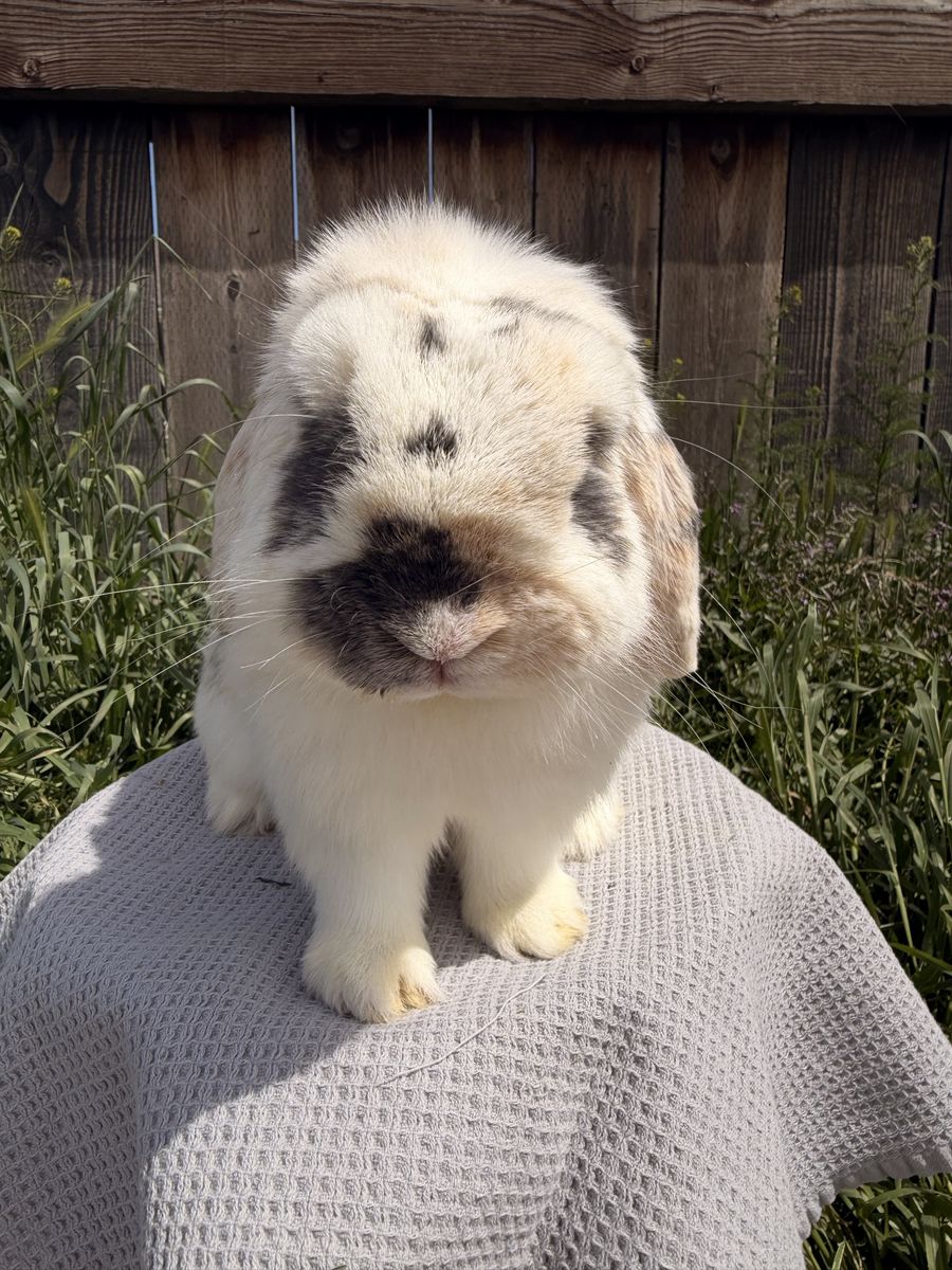 Handsome Holland Lop Buck