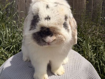 Handsome Holland Lop Buck