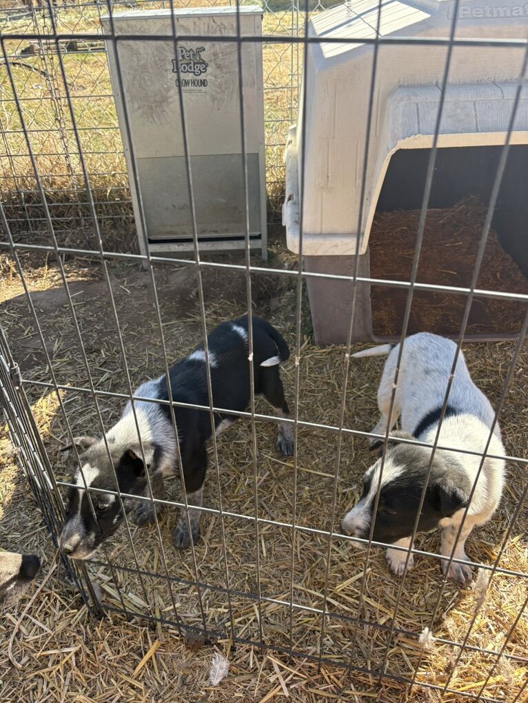 Heeler/border Collie