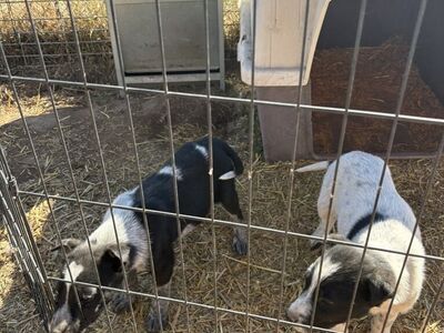 Heeler/border Collie