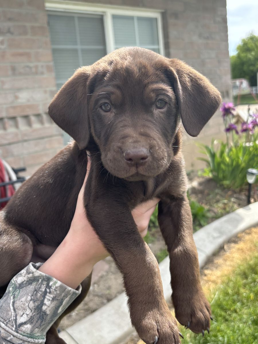AKC Purebred lab puppies