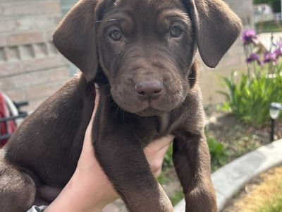 AKC Purebred lab puppies