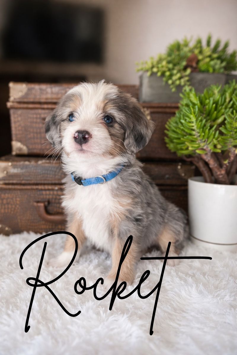 Merle F1 Mini Bernedoodles