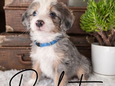 Merle F1 Mini Bernedoodles