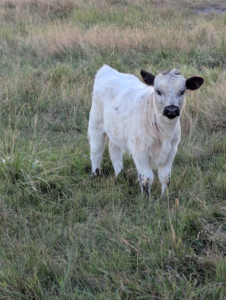 Mid/Mini highpark heifer