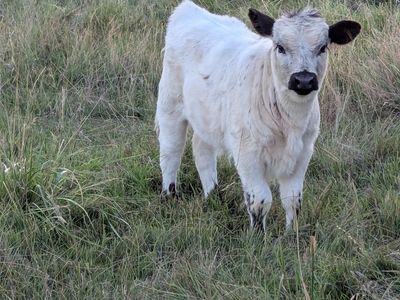 Mid/Mini highpark heifer