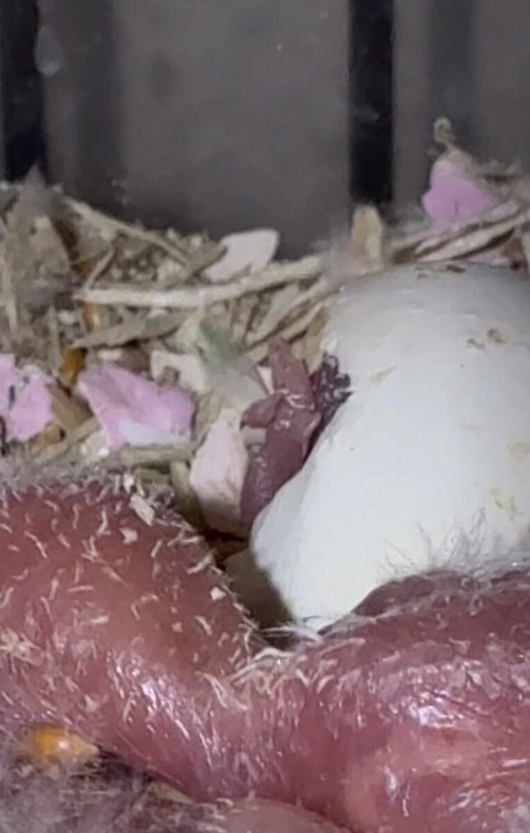 Baby Love Birds For Sale