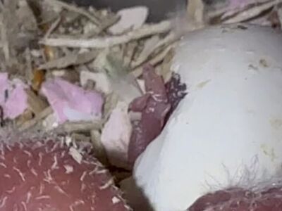 Baby Love Birds For Sale