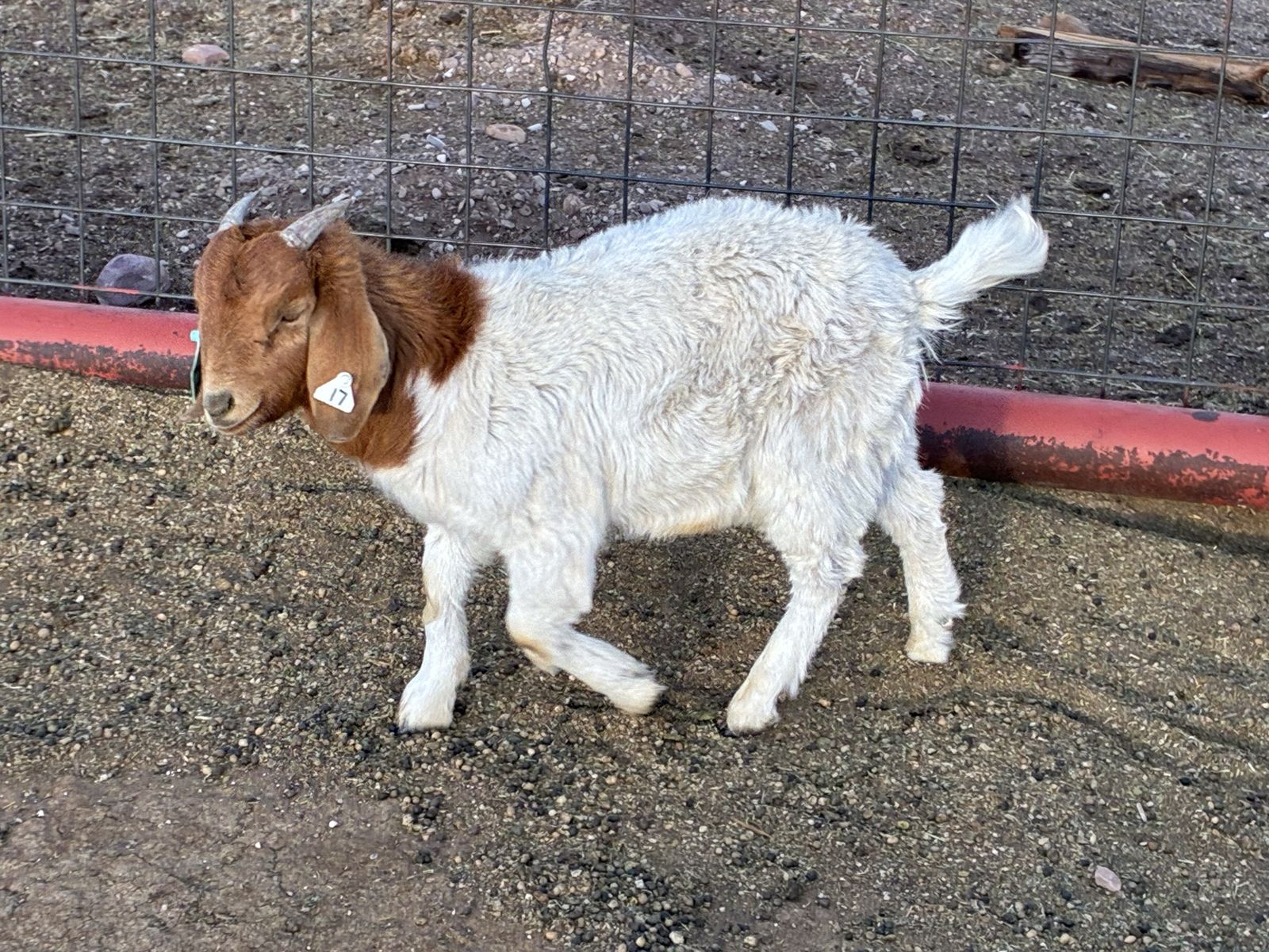 Im in search of some boar goats