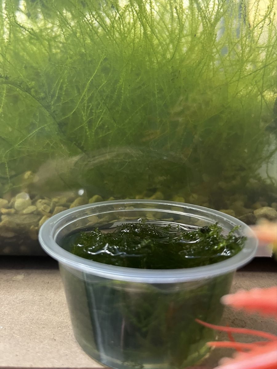 Java Moss Live Aquarium Plant (2 ounce cup)