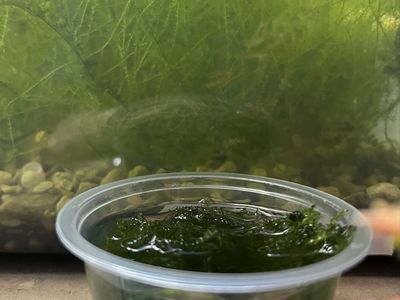 Java Moss Live Aquarium Plant (2 ounce cup)