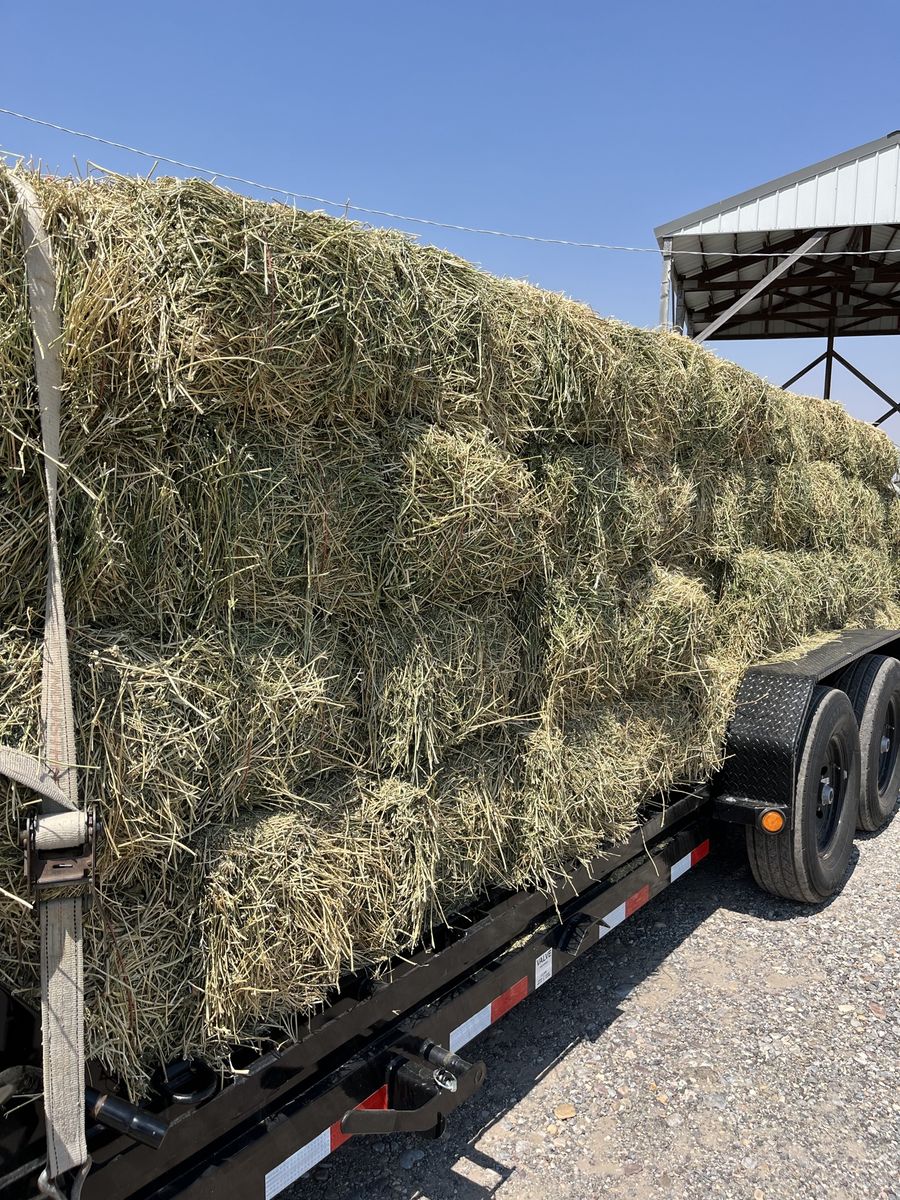 Alfalfa hay 