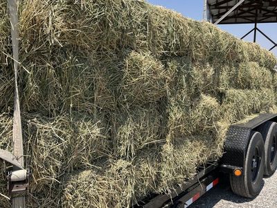 Alfalfa hay