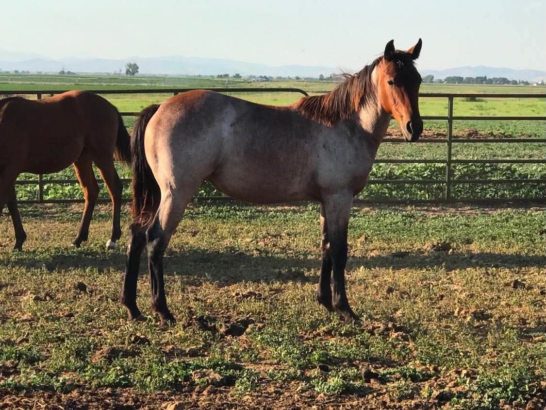 2025 AQHA Bay Roan Yearling Filly