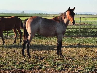 2025 AQHA Bay Roan Yearling Filly