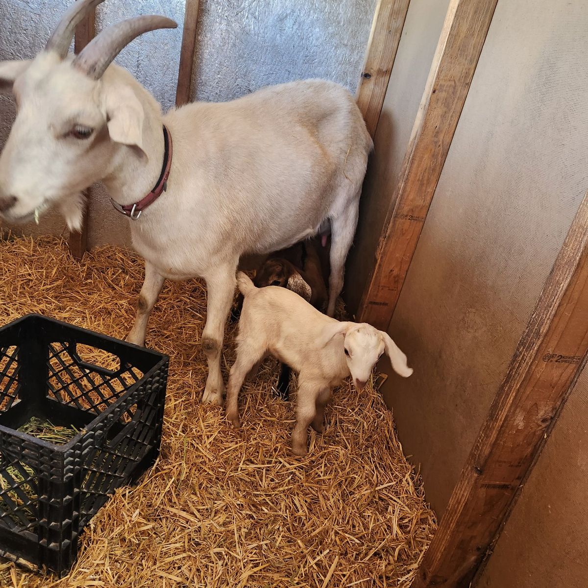 Saanan doe and 2 kids