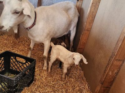 Saanan doe and 2 kids