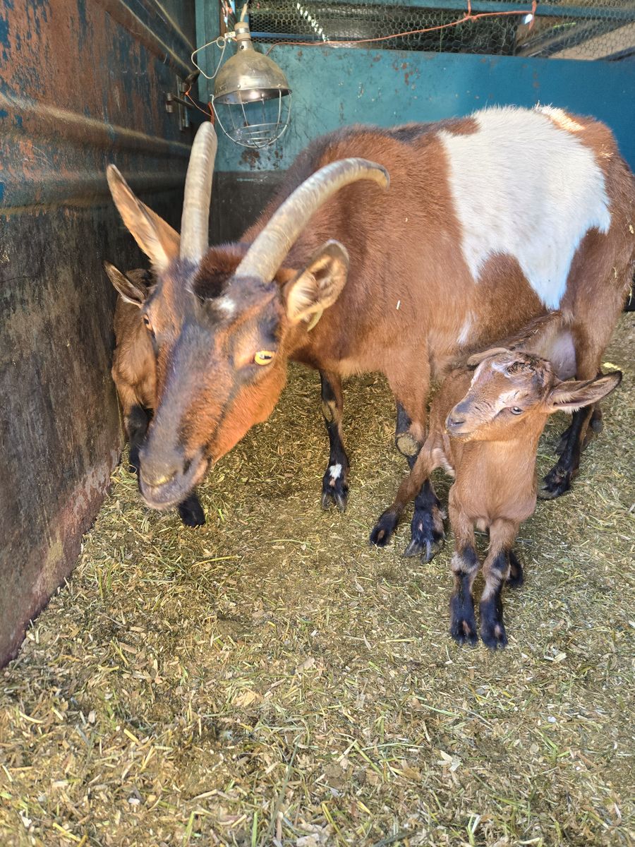 Breeding pair of goats
