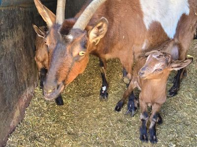 Breeding pair of goats