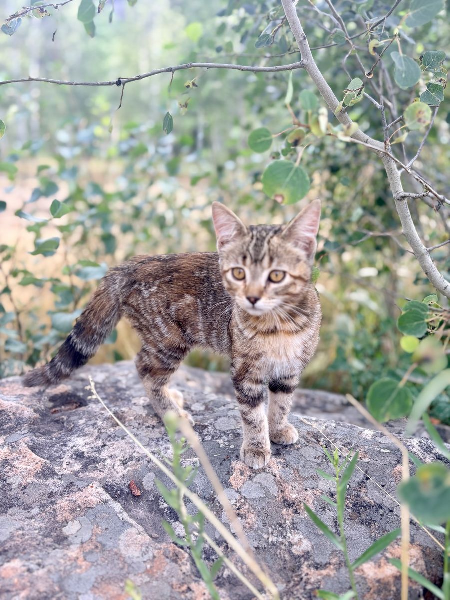 Two Beautiful Sisters – Tortoiseshell & Tabby Kittens