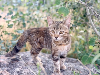 Two Beautiful Sisters – Tortoiseshell & Tabby Kittens