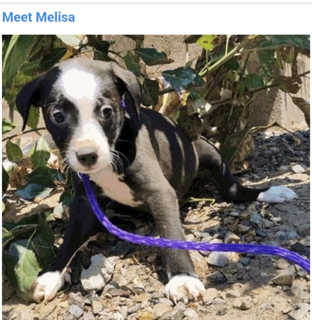 Melisa, 8 week pitbull terrier mix puppy