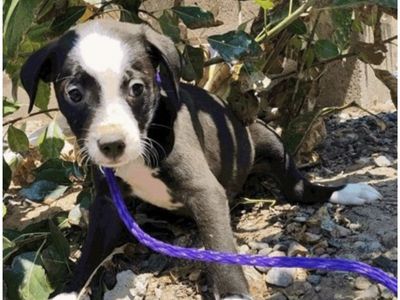 Melisa, 8 week pitbull terrier mix puppy