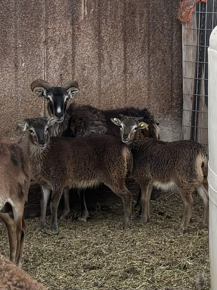 Soay ewes