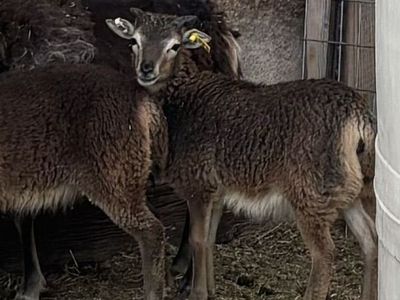 Soay ewes