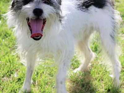 Fidget, Terrier ready to play
