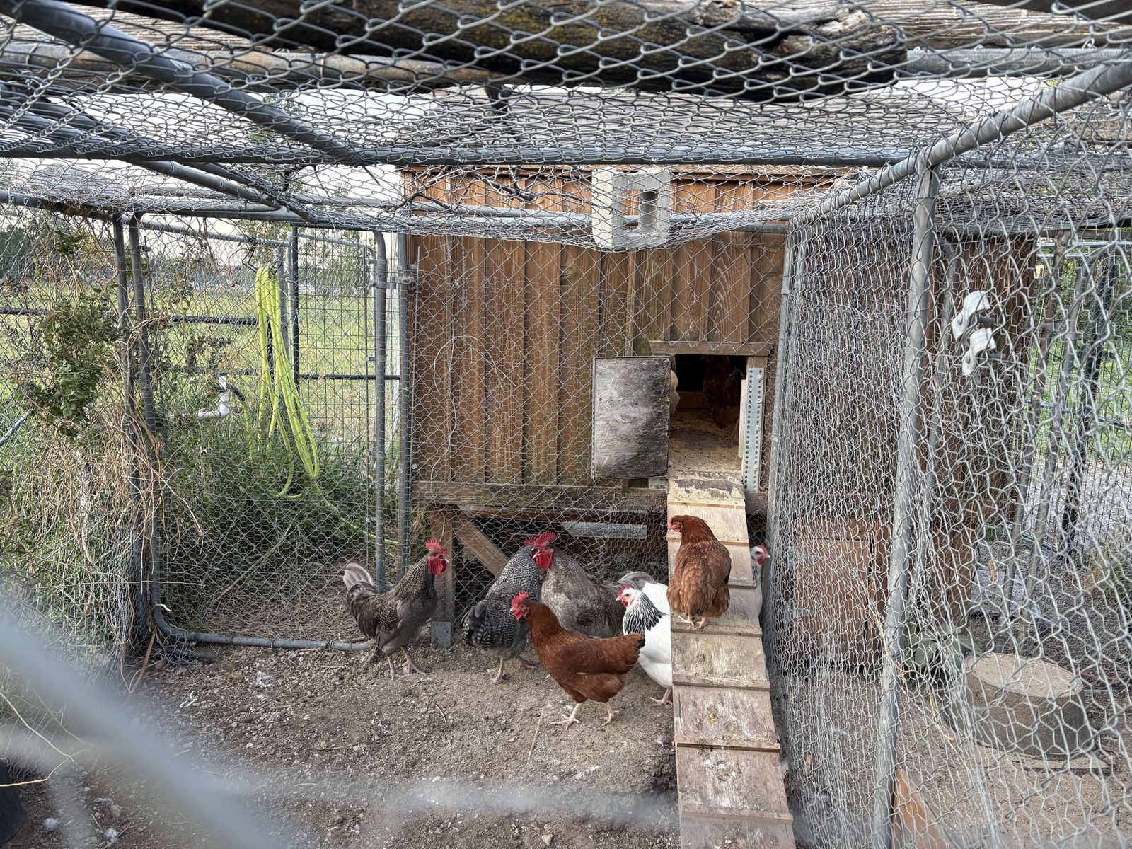 Laying Hens