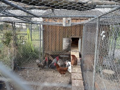 Laying Hens