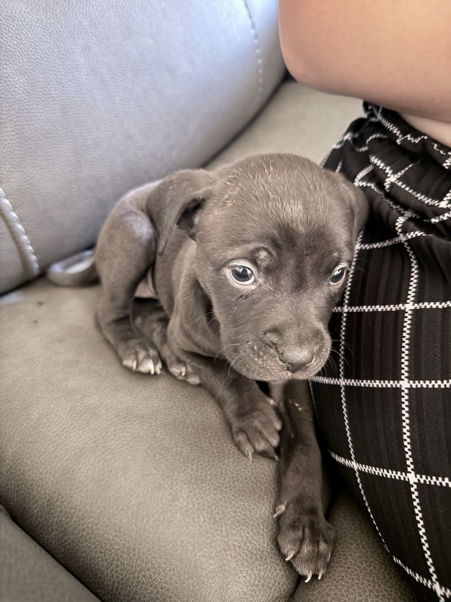 Cane Corso X Pitbull READY TO GO NOW