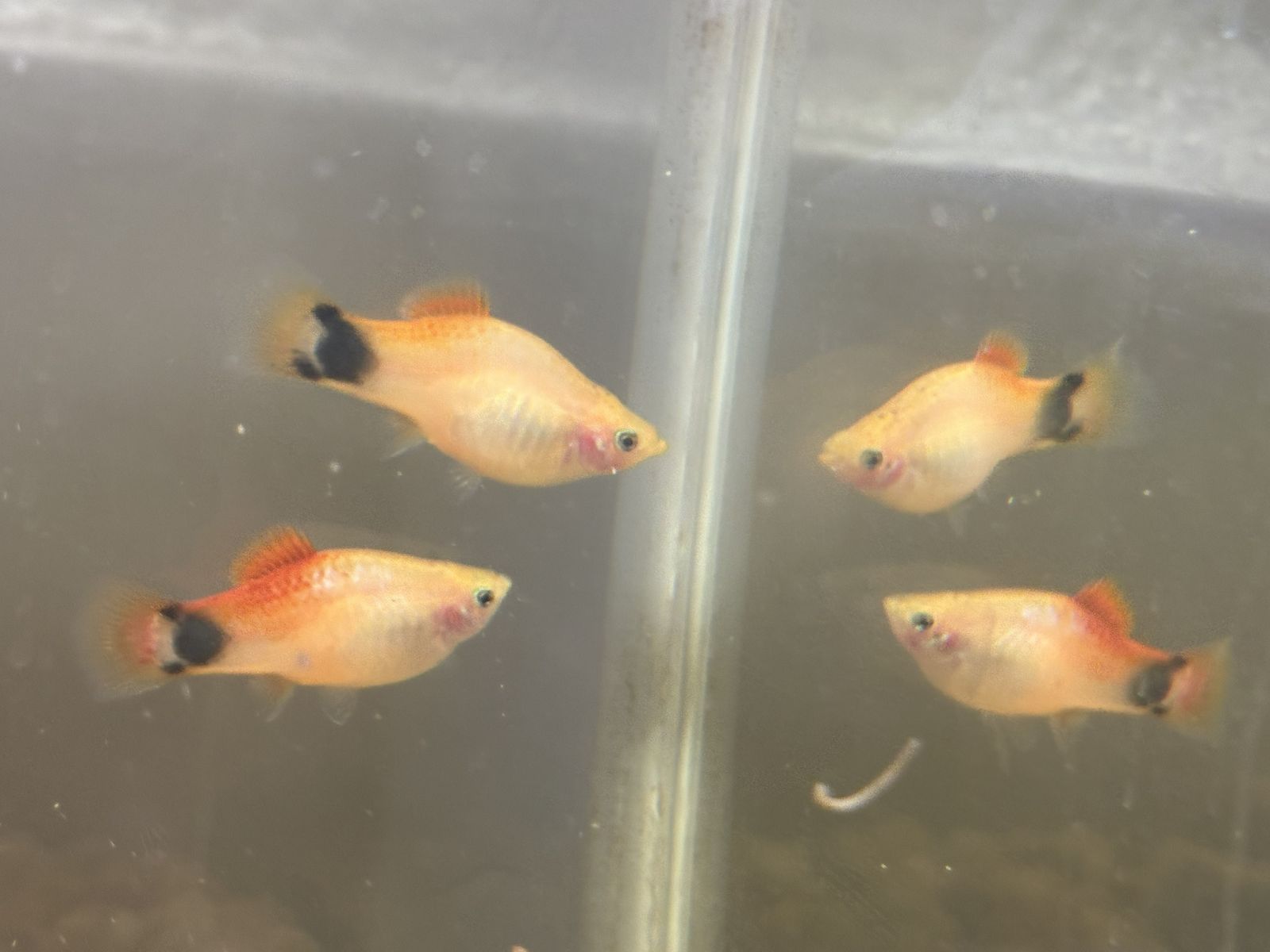 Pet platy fish for free