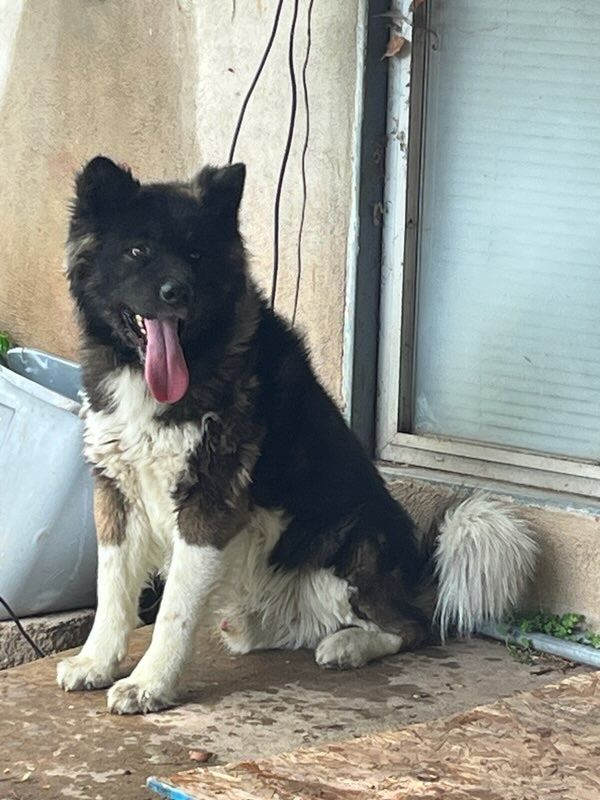 Male Akita