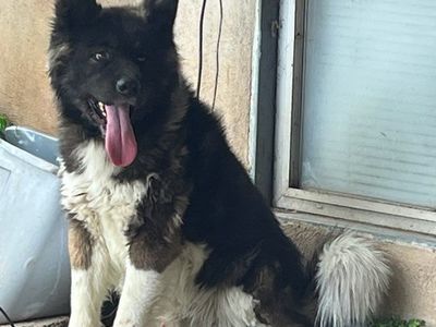 Male Akita