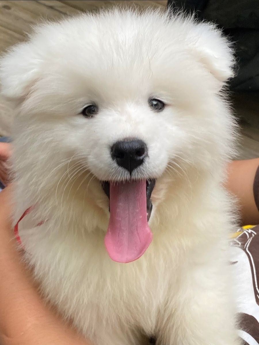 Champion Bloodline AKC Samoyed Puppy dog, pupy puppies. Premium Luxury puppy dogs with OFA Health Tests and micro chipped