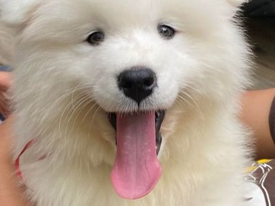 Champion Bloodline AKC Samoyed Puppy dog, pupy puppies. Premium Luxury puppy dogs with OFA Health Tests and micro chipped