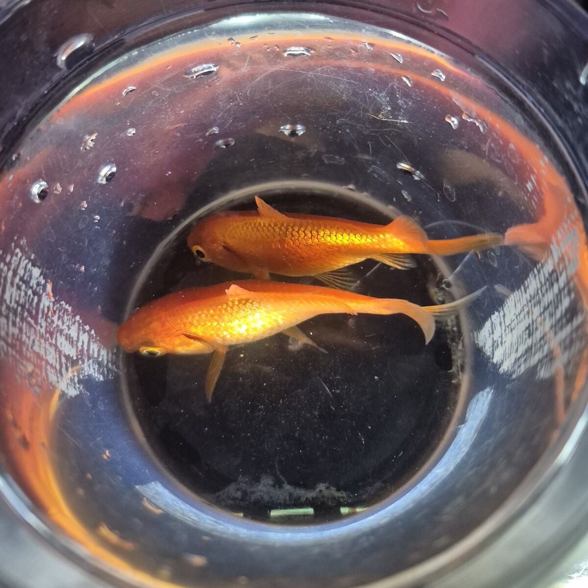 FREE comet goldfish fish