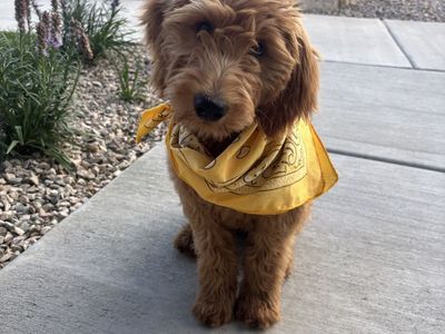 Sweet Goldendoodle Puppy