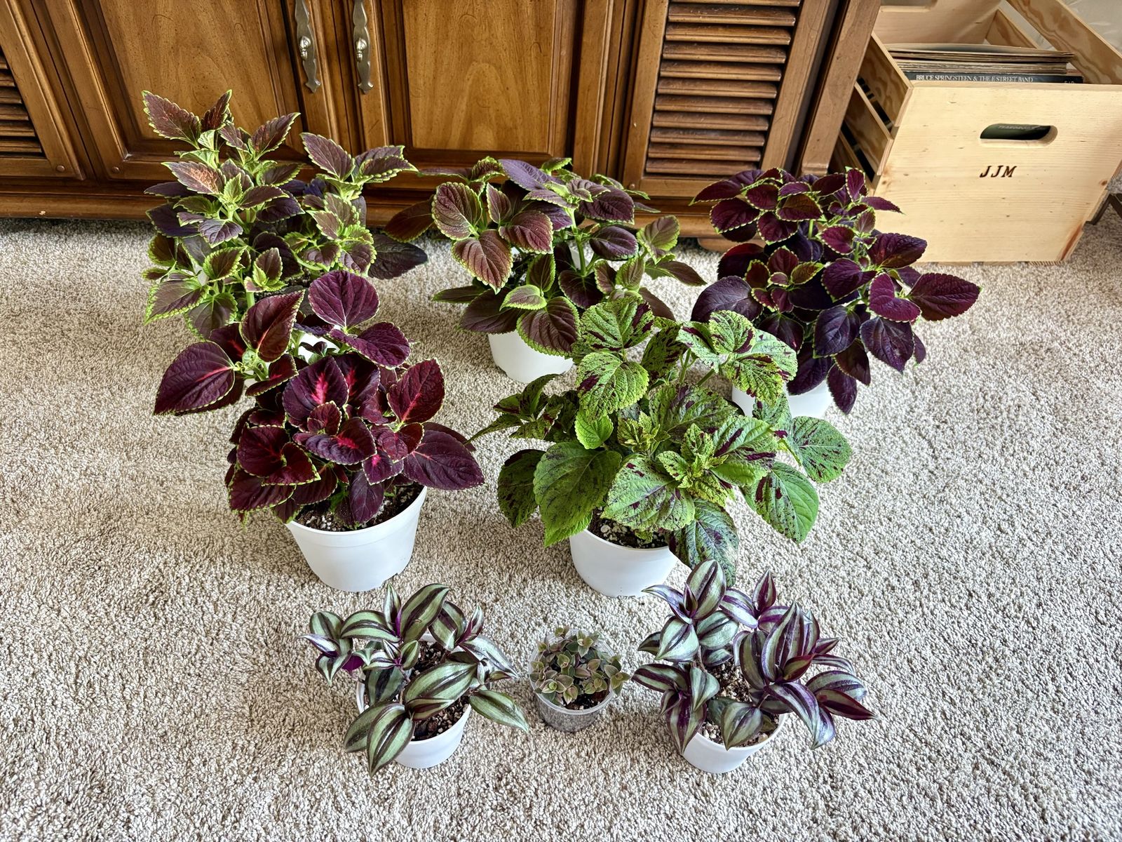 Live Potted Houseplants - Coleus, Tradescantia, and Callisia Repens